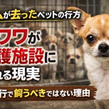 ペットブームの裏側｜チワワブーム後に保護施設へ溢れた犬たちと飼育放棄の現実