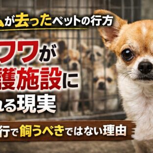 ペットブームの裏側｜チワワブーム後に保護施設へ溢れた犬たちと飼育放棄の現実