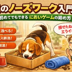 犬のノーズワーク入門｜初心者でもできるにおいゲームの始め方と効果を徹底解説