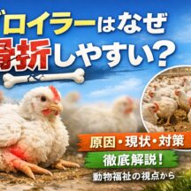 ブロイラーが骨折しやすい本当の理由｜急速成長がもたらす深刻な動物福祉問題を徹底解説