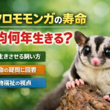 フクロモモンガの寿命は何年？平均寿命と長生きさせる飼い方を解説