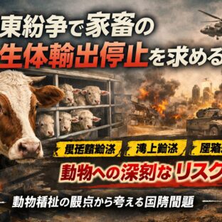 中東紛争で家畜の生体輸出停止を求める声｜長距離輸送と動物福祉問題を解説