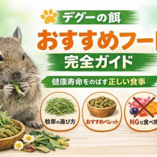 デグーの餌おすすめ完全ガイド｜健康寿命を伸ばす正しいフード選び