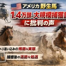 アメリカで野生馬1.4万頭を大規模捕獲へ——ヘリコプター追い込みの「残酷さ」と動物福祉の課題
