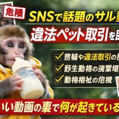 サル動画が違法ペット取引を助長する？SNSで拡散する「かわいい」の裏側にある動物福祉の危機