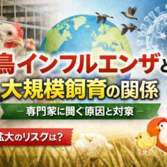 鳥インフルエンザと大規模飼育の関係｜専門家が警鐘を鳴らす「見えないリスク」とは