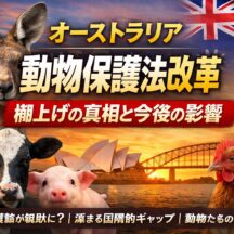 オーストラリア・ビクトリア州の動物保護法改革が棚上げ——「感情ある存在」を認める新法案、なぜ10年越しの夢は先送りされたのか