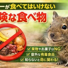 デグーが食べてはいけない食べ物【完全ガイド】獣医師監修・危険な食材一覧と緊急時の対処法
