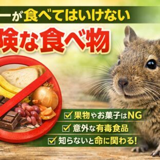 デグーが食べてはいけない食べ物【完全ガイド】獣医師監修・危険な食材一覧と緊急時の対処法