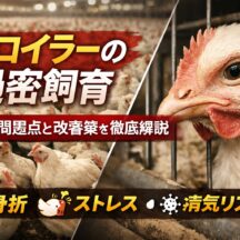 ブロイラーの過密飼育とは？日本の実態・国際比較・動物福祉の視点からわかりやすく解説