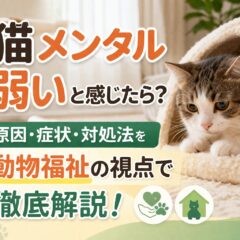 猫のメンタルが弱いサインとは？原因・対策・環境整備まで専門的に解説