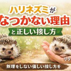 ハリネズミがなつかない理由と正しい接し方｜動物福祉の視点から徹底解説