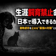 生涯飼育禁止命令は日本でも導入できるか？虐待・飼育放棄への厳罰化を海外事例から考える