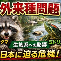 外来種問題とは？アライグマ・ミドリガメが日本の生態系に与える影響をわかりやすく解説