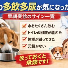 犬の多飲多尿は危険サイン？早期受診すべき症状一覧と原因を解説