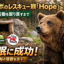 コソボのレスキュー熊「Hope」が冬眠を取り戻した——動物福祉リハビリの奇跡と、私たちが学べること