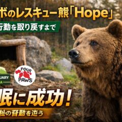 コソボのレスキュー熊「Hope」が冬眠を取り戻した——動物福祉リハビリの奇跡と、私たちが学べること