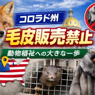 【2026年最新】コロラド州で毛皮販売禁止へ｜世界で進む毛皮規制と動物福祉の未来