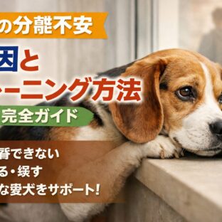犬の分離不安の原因と対策｜留守番できない犬を改善するトレーニング完全ガイド