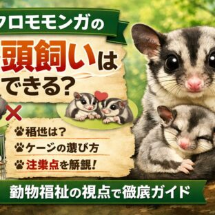 フクロモモンガの多頭飼いはできる？相性・ケージ・喧嘩対策まで完全ガイド