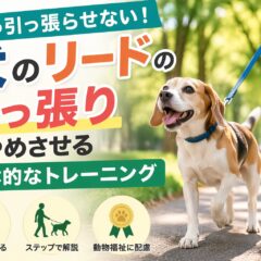 犬のリードの引っ張りをやめさせる具体的なトレーニング方法【動物福祉の視点から徹底解説】