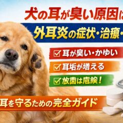 犬の耳が臭い・外耳炎の原因と治療法｜獣医師も推奨する正しいケア完全ガイド