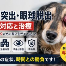 犬の眼球突出・眼球脱出【緊急対応ガイド】治療法・予防まで獣医師監修レベルで解説