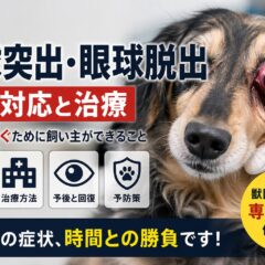 犬の眼球突出・眼球脱出【緊急対応ガイド】治療法・予防まで獣医師監修レベルで解説