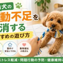 室内犬の運動不足を解消するおすすめの遊び方｜獣医師も推奨する方法を徹底解説