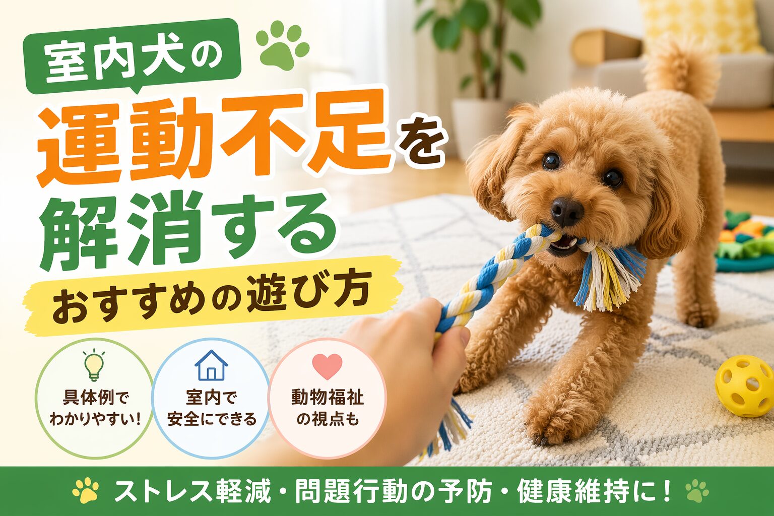 室内犬の運動不足を解消するおすすめの遊び方