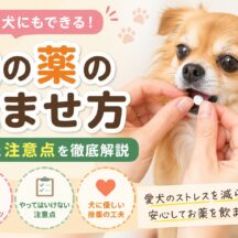 犬の薬の飲ませ方完全ガイド｜嫌がるときのコツと絶対に知っておきたい注意点
