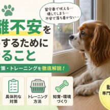 犬の分離不安を改善するためにできること｜原因・症状・具体的なトレーニング法を徹底解説