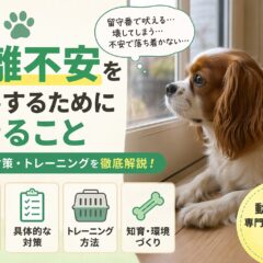 犬の分離不安を改善するためにできること｜原因・症状・具体的なトレーニング法を徹底解説