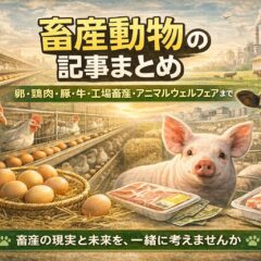 畜産動物の記事まとめ｜卵・鶏肉・豚・牛・工場畜産・アニマルウェルフェアまで学べるまとめページ