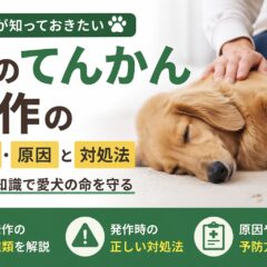 犬のてんかん発作の種類・原因と発作時の対処法｜獣医師監修の完全ガイド