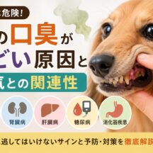 犬の口臭がひどい原因と病気との関連性｜獣医師も注目する5つのサイン