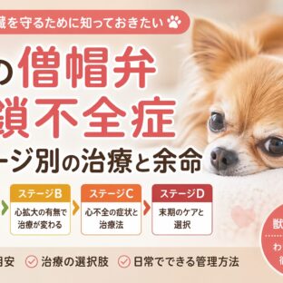 犬の僧帽弁閉鎖不全症｜ステージ別の治療法と余命を獣医師監修で徹底解説