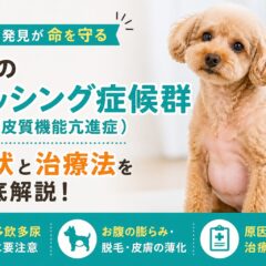 犬のクッシング症候群（副腎皮質機能亢進症）の症状・原因・治療法を徹底解説｜愛犬を守るために知っておきたいこと