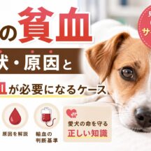 犬の貧血の症状・原因と輸血が必要になるケース｜早期発見が命を救う