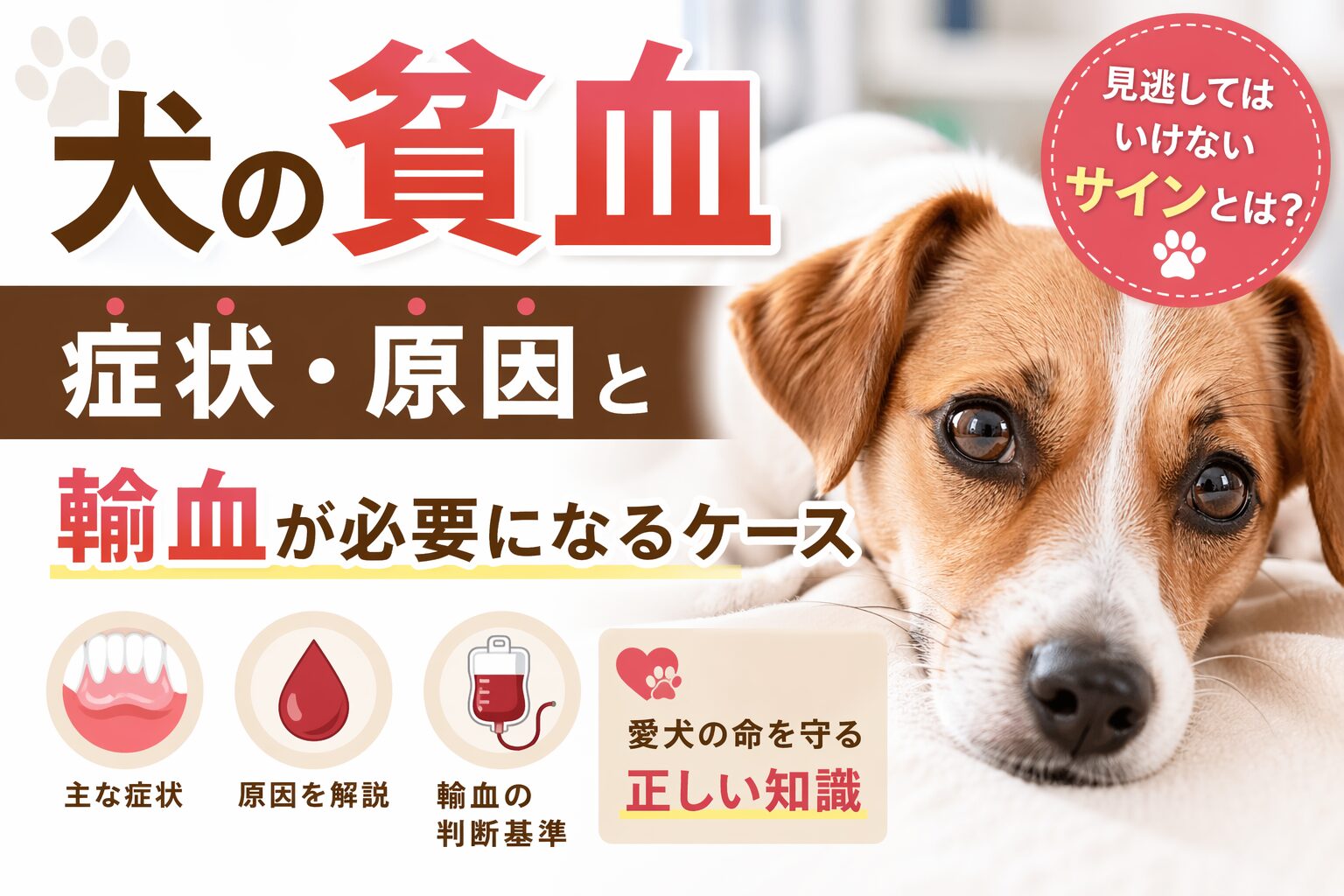 犬の貧血の症状・原因