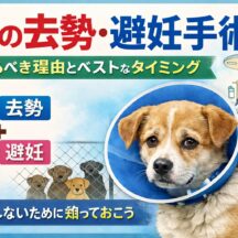 犬の去勢・避妊手術はするべき？理由とベストなタイミングを獣医師監修レベルで解説