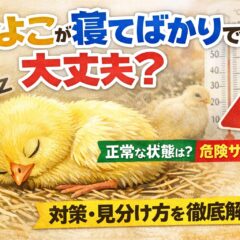 ひよこが寝てばかりで大丈夫？成長段階別の睡眠時間と危険なサインを徹底解説