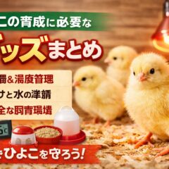 【ひよこの育成グッズまとめ】初心者でも安心！床材はキッチンペーパーが正解な理由と必須アイテム全解説