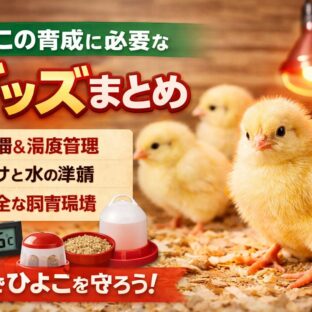 【ひよこの育成グッズまとめ】初心者でも安心！床材はキッチンペーパーが正解な理由と必須アイテム全解説