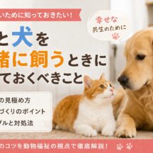 猫と犬を一緒に飼うときに知っておくべきこと【獣医師監修・完全ガイド】