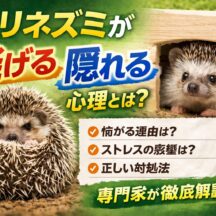 ハリネズミが逃げる・隠れる心理とは？行動の意味と正しい対応を専門家が解説