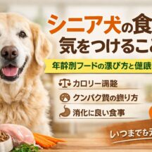 シニア犬の食事で気をつけること｜年齢別フードの選び方を獣医師監修レベルで解説