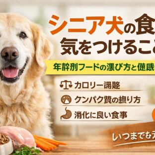 シニア犬の食事で気をつけること｜年齢別フードの選び方を獣医師監修レベルで解説