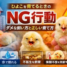 ひよこを育てるときのNG行動10選｜知らずにやってしまいがちな致命的ミスを専門家が解説