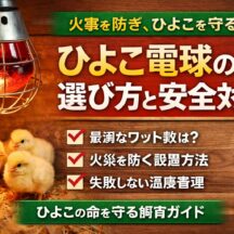 ひよこ電球の選び方と安全対策｜動物福祉の視点から徹底解説